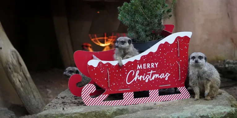 Für die Erdmännchen im Erlebnis-Zoo ging es auf eine kleine Schlittenfahrt.